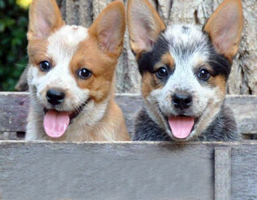 queensland heeler rescue near me