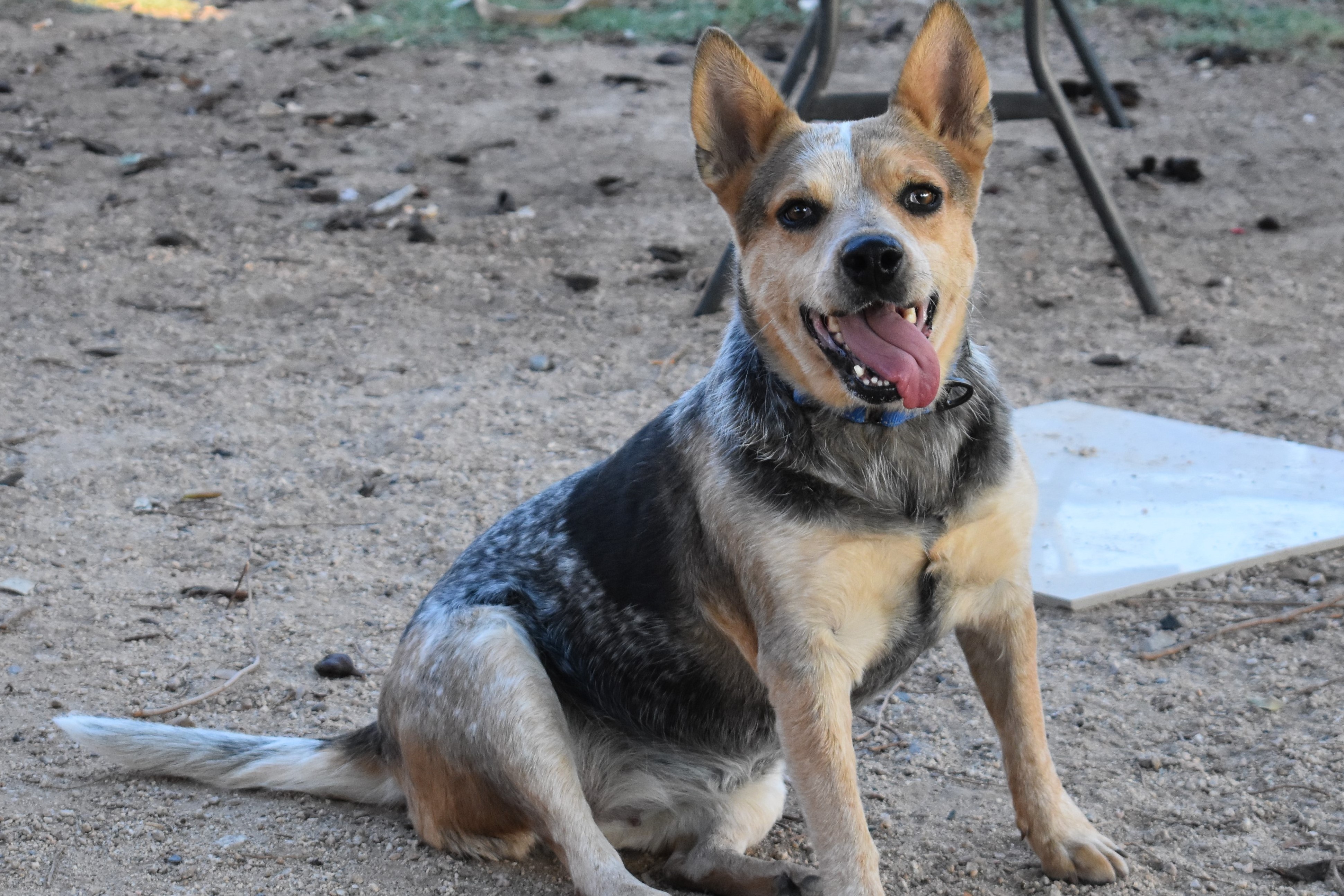 Products Heeling Heelers Hearts Dog Rescue